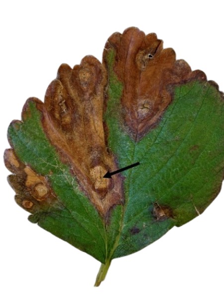 Leaf Spot.